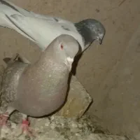 جفت کبوتر به شرط