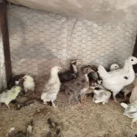 جوجه گلین لری