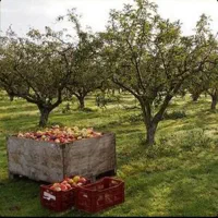 چندقواره باغشهرهمایجان500متر سهمیه آب چاه عمیق برق