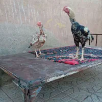 مرغ وخروس لاری وطاقچه