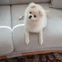 سگ پامر خرسی عروسکی