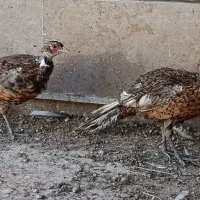 قر  قابل|حیوانات مزرعه|میبد, |دیوار