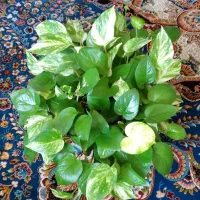 گل پتوس|گل و گیاه طبیعی|محمدیه-قزوین, |دیوار