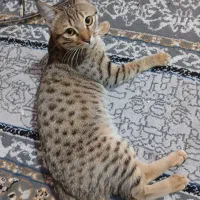 واگذاری گربه خونگی