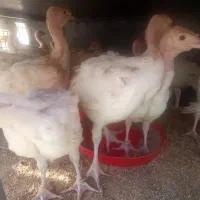 جوجه مرغ و خروس محلی و جوجه چهل روزه بیوتی