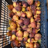 فروش انجیر محلی اصل