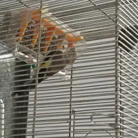 سهره|پرنده|کهریزک, |دیوار