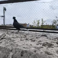 مخمل طوقی|پرنده|نجفآباد, یزدانشهر|دیوار