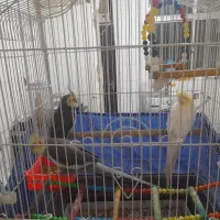 عروس هلندی جفت بهمراه قفس