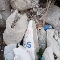 کودکبوتر