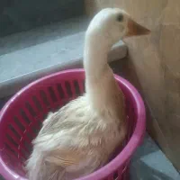 مرغابی اردک|حیوانات مزرعه|شیراز, پانصد دستگاه ارتش|دیوار