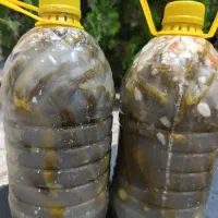 خیارشور تازه وارگانیک و بسیار خوش طعم