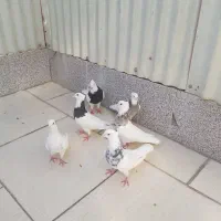 کفتر طوقی یک جفت سرور و ۴تا طوقی جوان