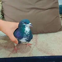 کبوتر شیرازی|پرنده|امیدیه, |دیوار