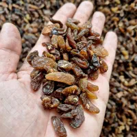 خرید و فروش کشمش آفتابی|عمده‌فروشی|کاشمر, |دیوار