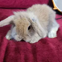 خرگوش لوپ ۳۵ روزه کاراملی اصیل