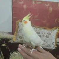 یک جفت عروس هلندی با قفس