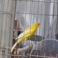 قناری نر مست