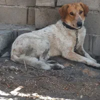فروش سگ شکاری