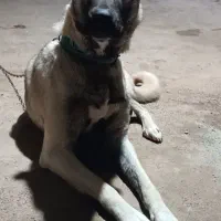 سگ کانگال|سگ|کرمانشاه, |دیوار