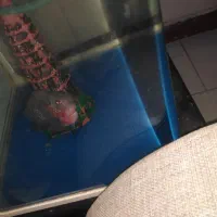 ماهی فلاور و ردتیل|ماهی|بندرعباس, |دیوار