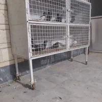 قفس پرنده