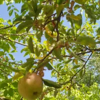 باغ در کندوان