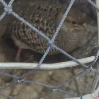 بلدرچین محلی معاوضه با نوک قنار و تیدی کبوتر|حیوانات مزرعه|بندرعباس, |دیوار