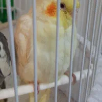 جوجه عروس هلندی ۳ ماهه دستی|پرنده|لاهیجان, گلستان|دیوار