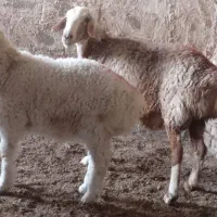 میش بره|حیوانات مزرعه|زیرکوه, |دیوار