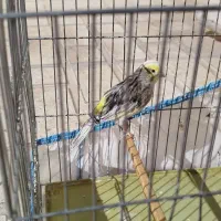 قناری لیزارد ماده آماده