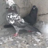 کفتر|پرنده|میناب, |دیوار