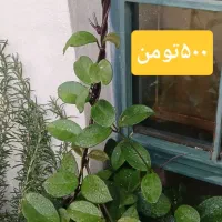 گل سالم خانگی|گل و گیاه طبیعی|مشگین شهر, |دیوار