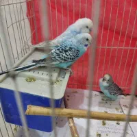 مرغ عشق مولد نژاد خاص با جوجه‌هاش و مرغ عشق تک