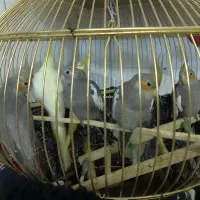 مرتضی گودرزی