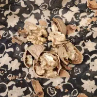 گردو درجه یک بوانات|خوردنی و آشامیدنی|شیراز, رحمت‌آباد|دیوار