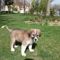 سگ ‌‌‌‌|سگ|سنندج, |دیوار