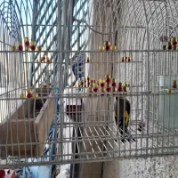 سهره جوجه بزرگ کرده