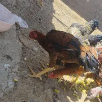 جوجه + خروس
