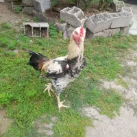خروس لاری