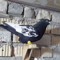 کبوتر|پرنده|مرودشت, فرهنگ|دیوار