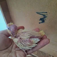 جوجه عروس هلندی|پرنده|خمینیشهر, |دیوار