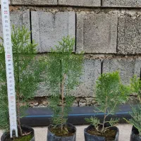 فروش نشا کامیس سبز و سرطلا با کیفیت عالی|گل و گیاه طبیعی|نکا, |دیوار