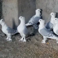 کبوتر کفتر ساتن بلژیکی|پرنده|کوهرنگ, |دیوار