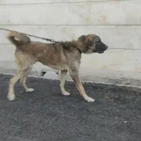 سگ ژرمن پژدر|سگ|قره چای, |دیوار