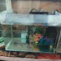چند آکواریوم و یک سنگ تزعینی