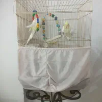 عروس هلندی البینو چش شرابی دستی|پرنده|پاکدشت, پاکدشت (مامازند)|دیوار