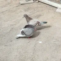 کفتر غوره ای