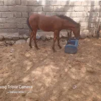 فروش ۷راس اسب مادیان ونریان وکره