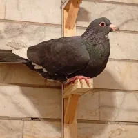 دوتا نر بپر